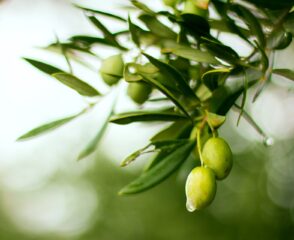 olive-4636808_1920
