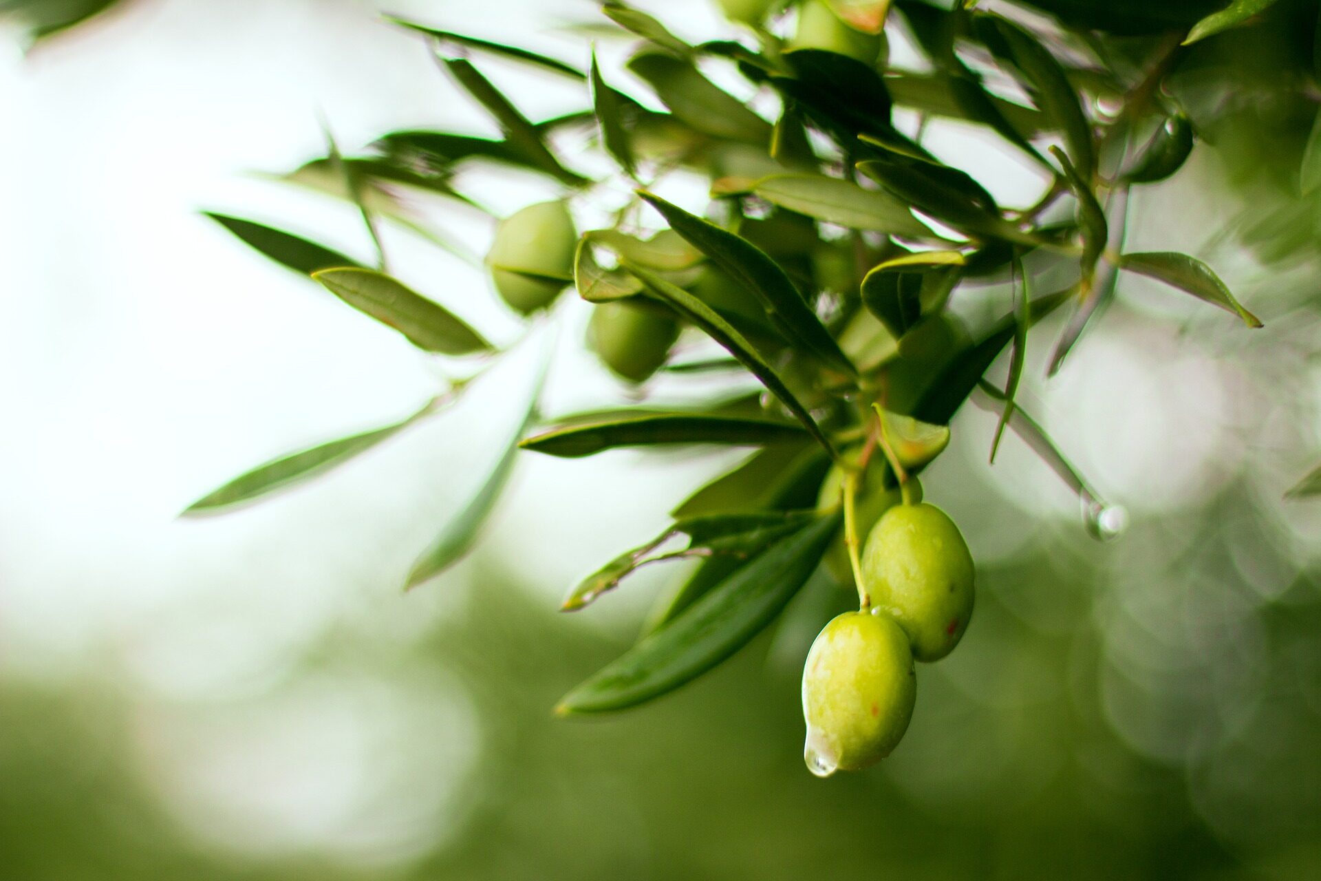 olive-4636808_1920